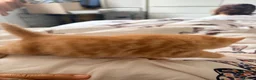 Domestic Shorthair cats for sale: 3 ginger and white boy kittens  in Cumnock - Advert 32