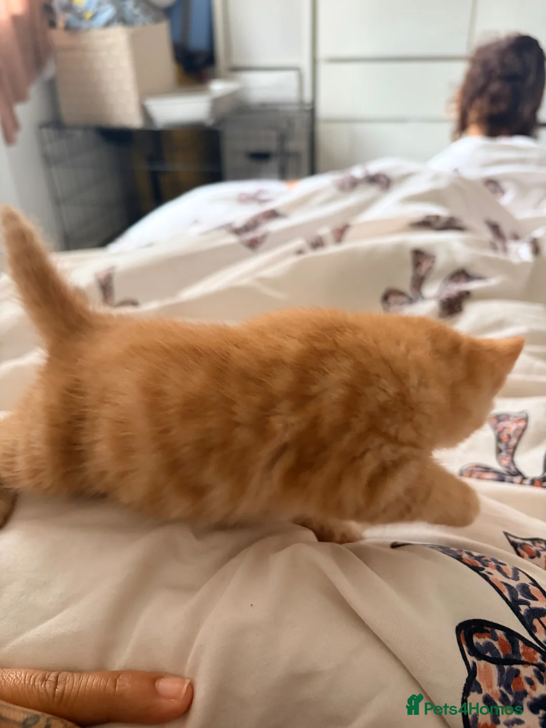 Domestic Shorthair cats for sale: 3 ginger and white boy kittens  in Cumnock - Advert 32