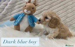 Cockapoo dogs for sale: Beautiful Cockapoo puppies🐶 - Image 9