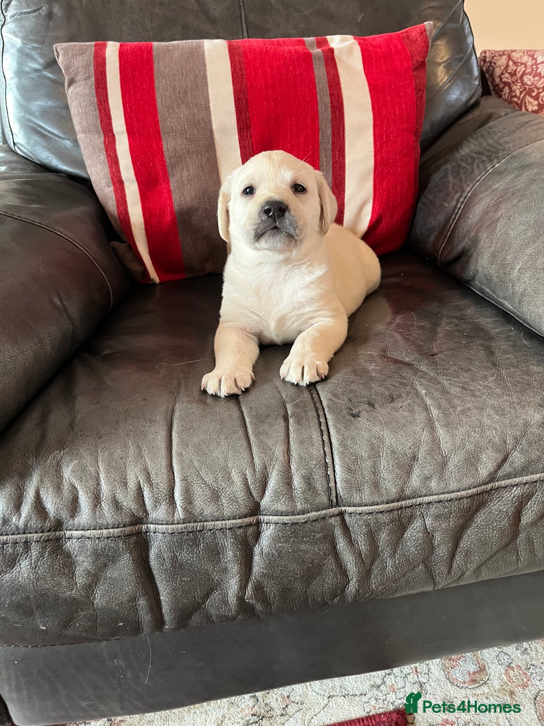 Labrador Retriever dogs for sale: KC reg health tested chunky white Labradors - Advert 16