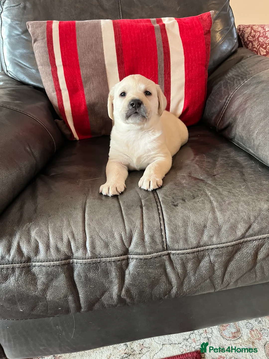 Labrador Retriever dogs for sale: KC reg health tested chunky white Labradors - Advert 16