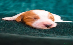 Cockapoo dogs for sale: Beautiful F1 Cockapoos - Image 12
