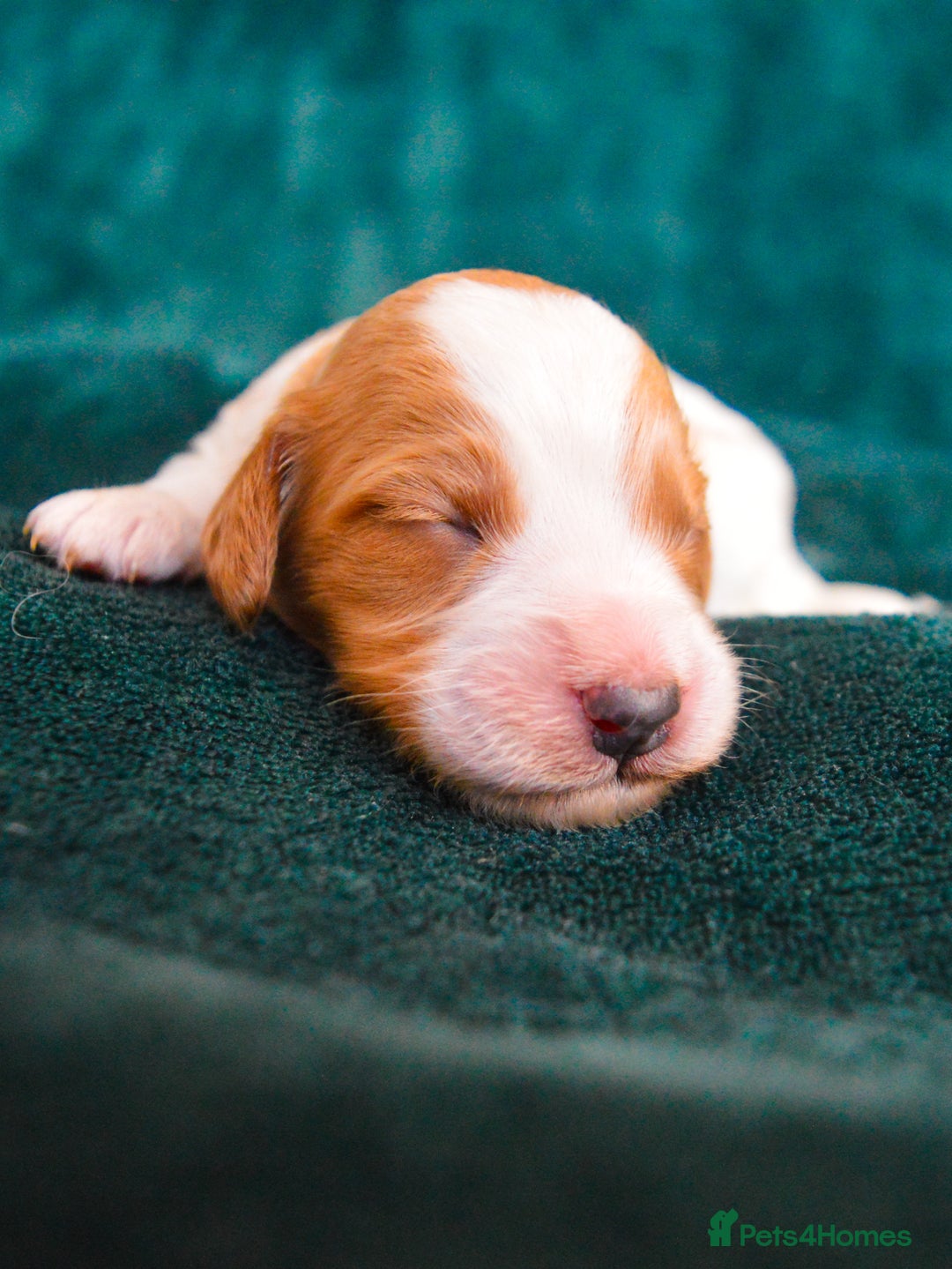 Cockapoo dogs for sale: Beautiful F1 Cockapoos - Image 12