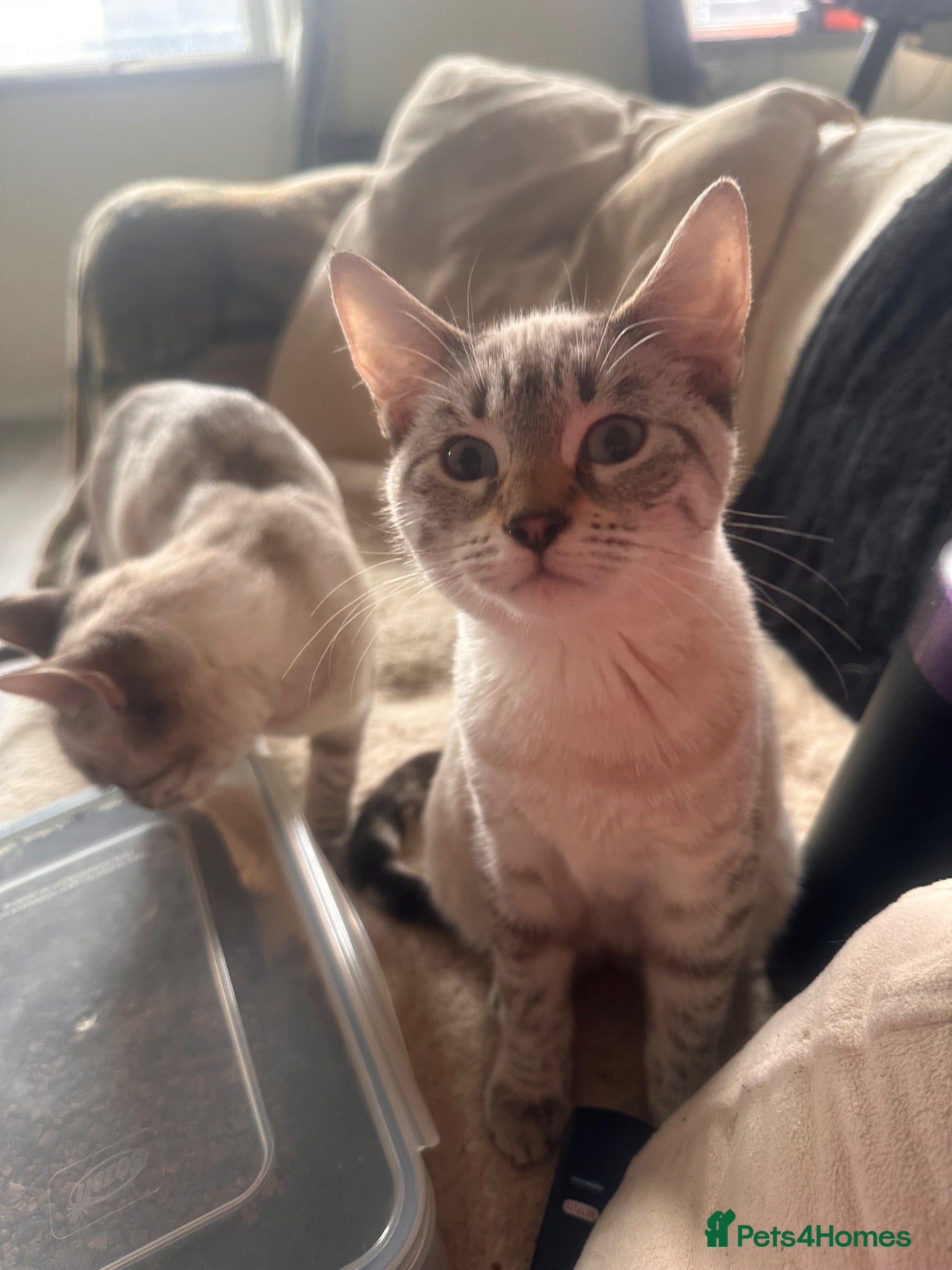 Mixed Breed cats for sale: Kittens for sale - Advert 2