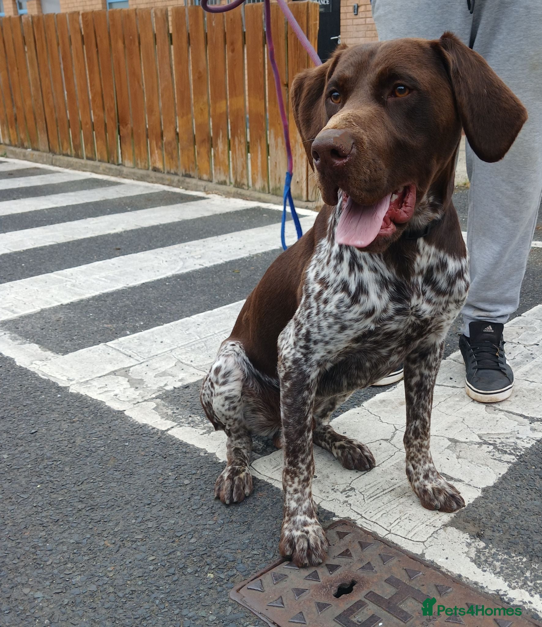 German Shorthaired Pointer dogs german shorthaired pointer - Advert 2