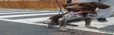 German Shorthaired Pointer 1