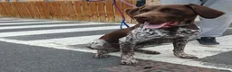 German Shorthaired Pointer dogs for sale: german shorthaired pointer - Advert 1