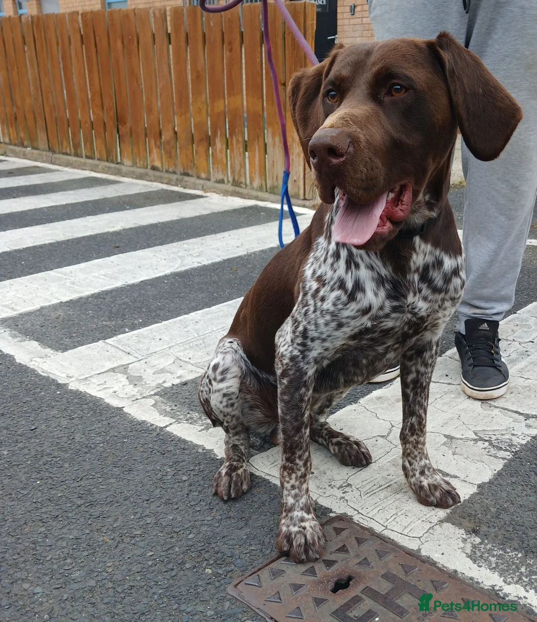 German Shorthaired Pointer dogs for sale: german shorthaired pointer - Advert 1