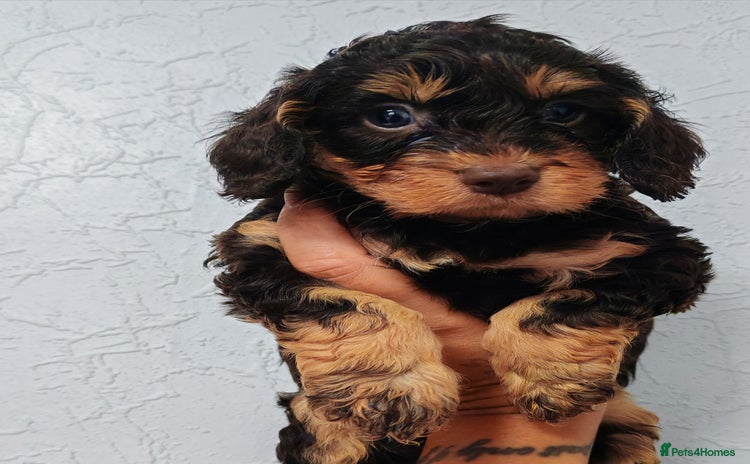 Cockapoo dogs - Advert 1