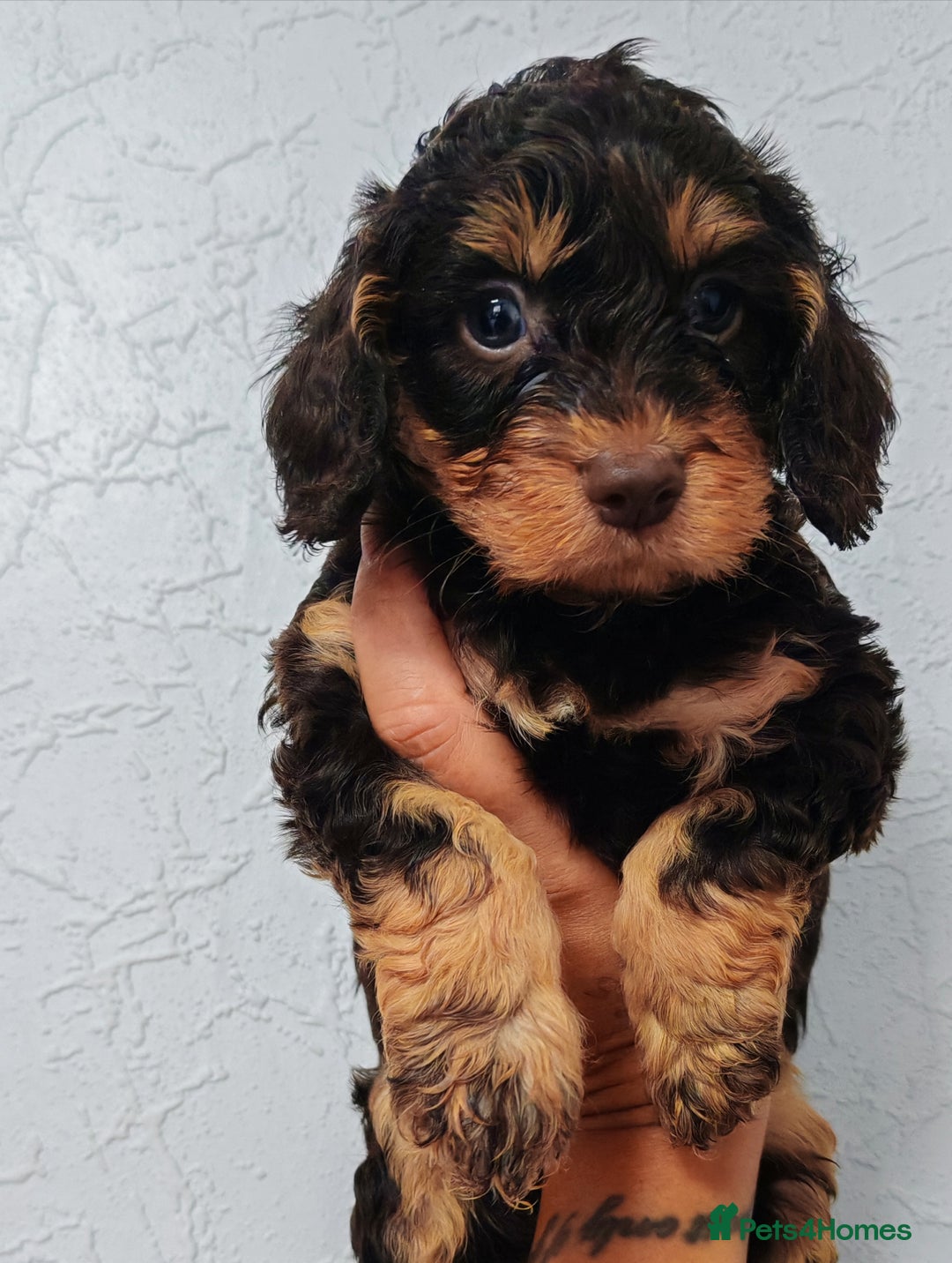 Cockapoo dogs for sale: Beautiful Phantom cockerpoo puppies  - Image 1