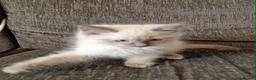 Ragdoll cats for sale: blue ragdoll kitten - Advert 5