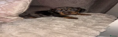 Dachshund Puppy 2
