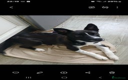 Mixed Breed dogs for sale: Laboski female pup 5 months old  - Image 2