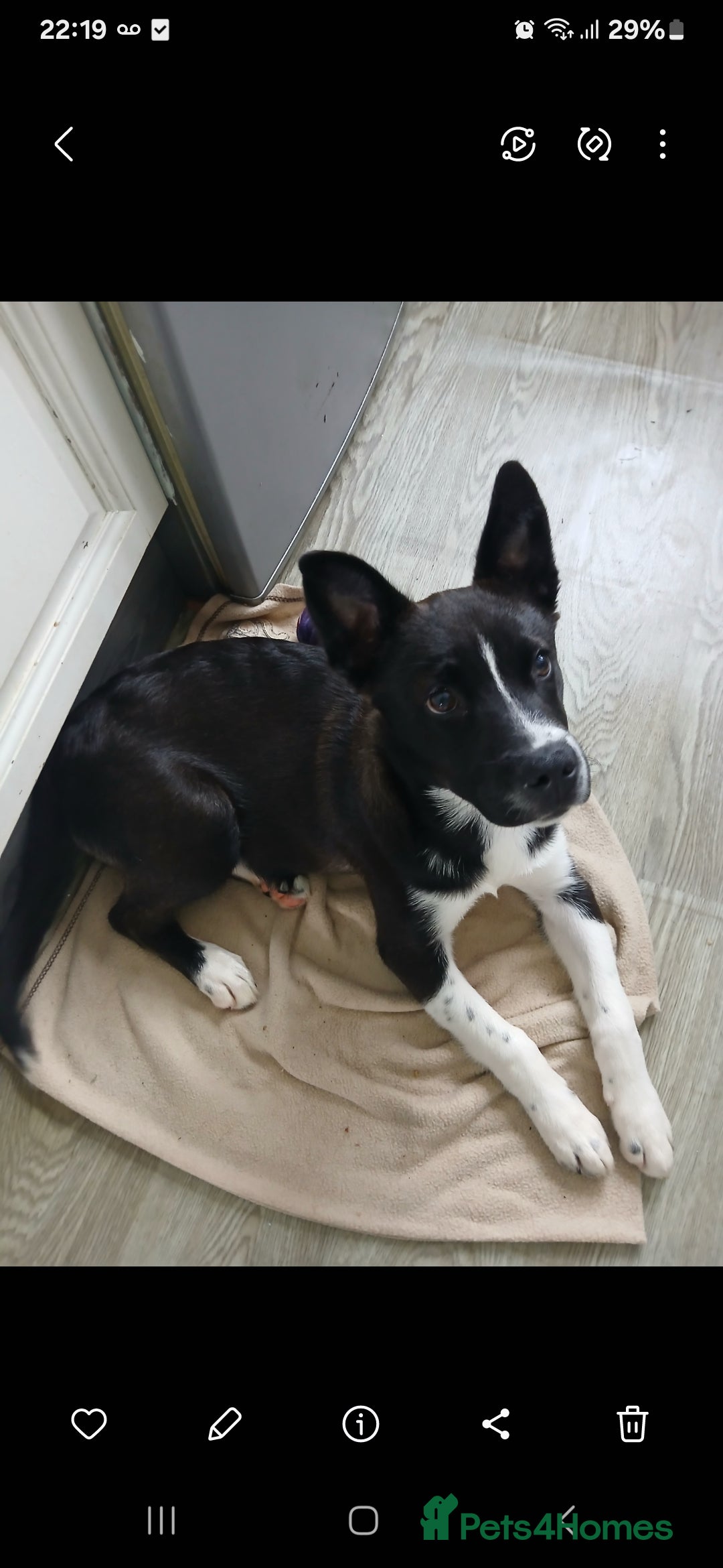 Mixed Breed dogs for sale: Laboski female pup 5 months old  - Image 2