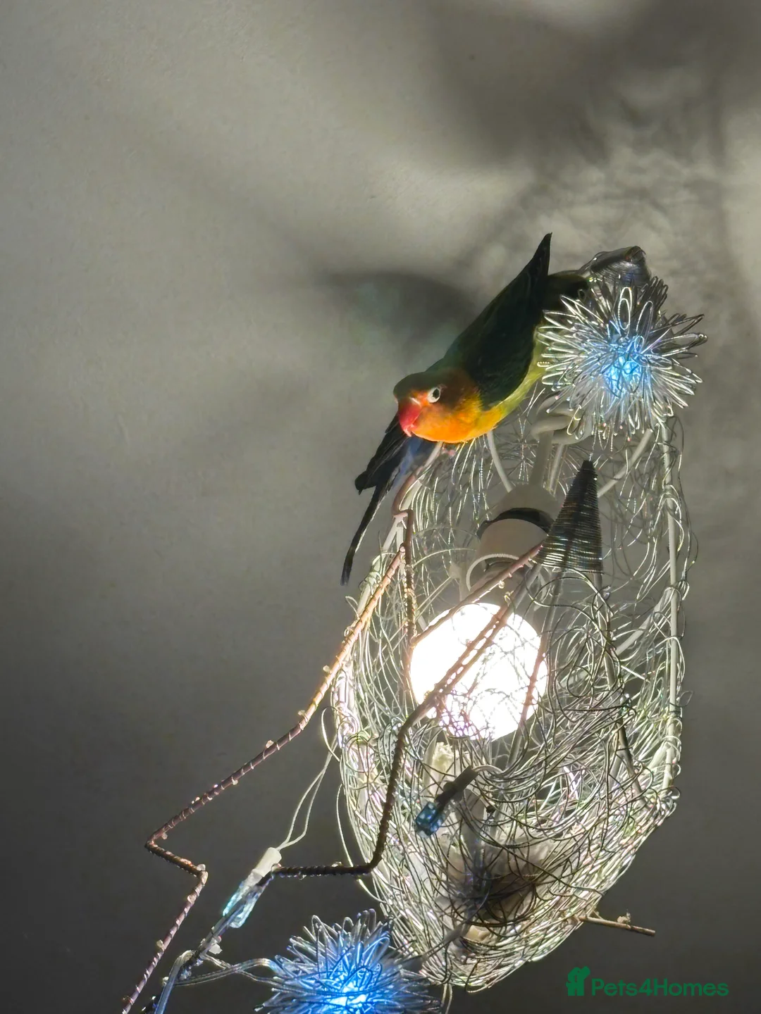 Lovebirds birds for sale: Beautiful baby lovebird  - Advert 4