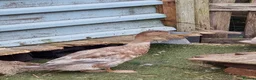 Waterfowl poultry for sale: 9 Runner hens and 1 Drake breeding/laying group  - Advert 3