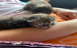 Maine Coon cats for sale: White Maine Coon boy  - Image 21