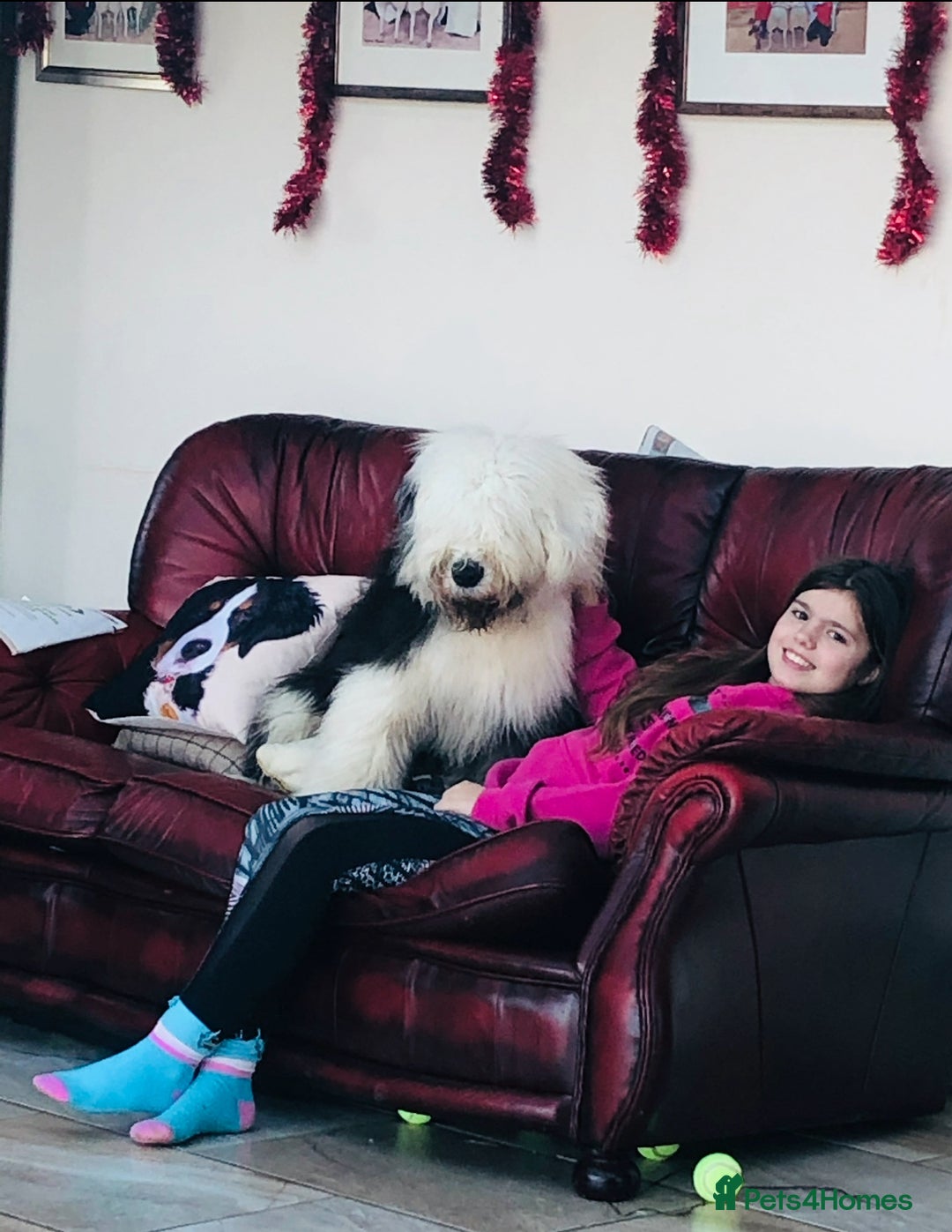 Old English Sheepdog dogs for sale: Old English sheep dogs kc  - Advert 11