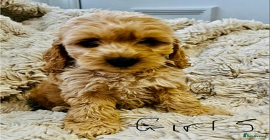 Cockapoo dogs - Advert 15