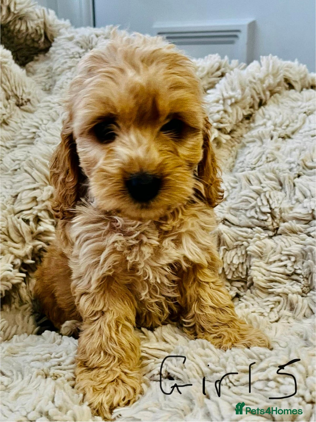 Cockapoo dogs for sale: (F1 show cockapoos (PRA CLEAR) - Image 4