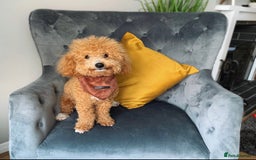 Mixed Breed dogs for sale: Expected puppies - Image 2