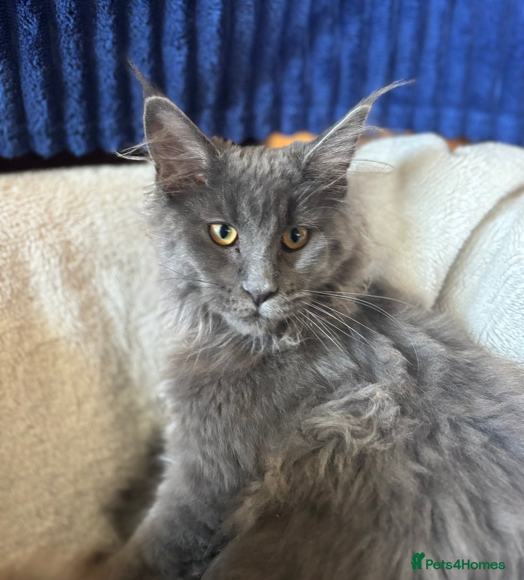Maine Coon cats for sale: Blue Maine Coon kittens - Image 16