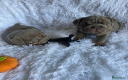 English Bulldog dogs for sale: Outstanding English bulldogs  - Image 17