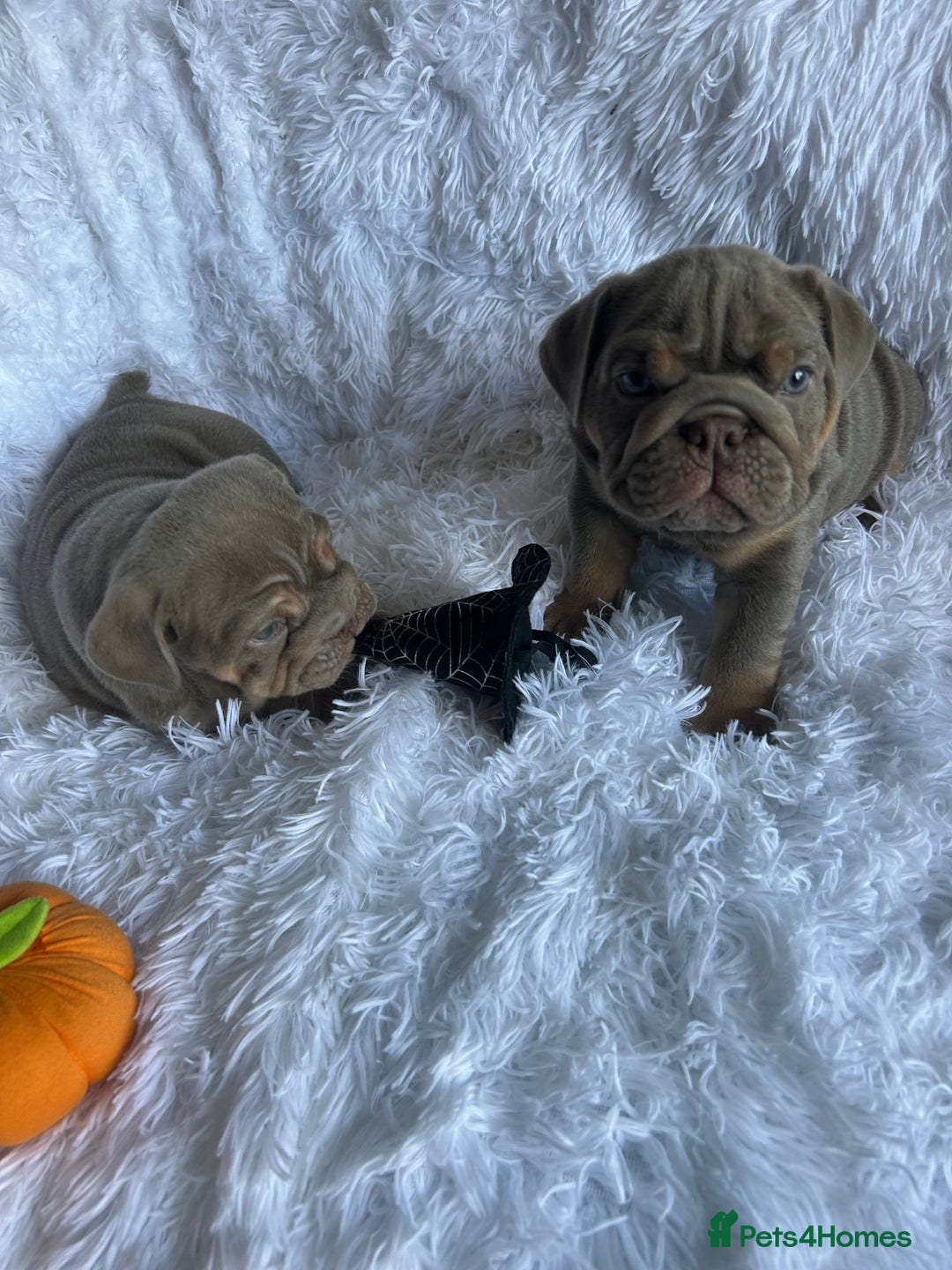 English Bulldog dogs for sale: Outstanding English bulldogs  - Image 17