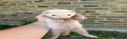 Ferret rodents for sale: Ferret kits - Advert 4
