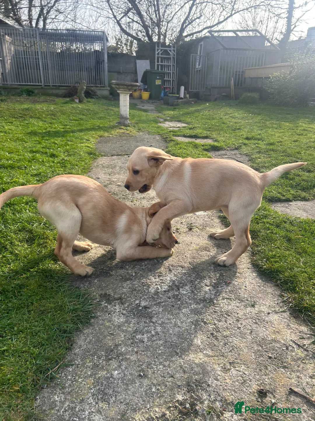 Labrador Retriever dogs for sale: Perigee Working Labrador  - Advert 1
