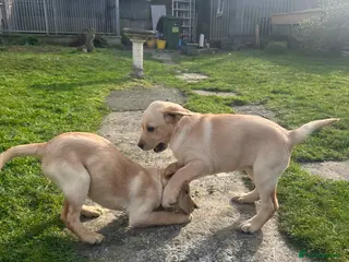 Labrador Retriever dogs Perigee Working Labrador - Advert 1