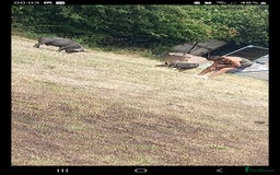 Pig livestock for sale: Ronnie and reggie  - Image 7
