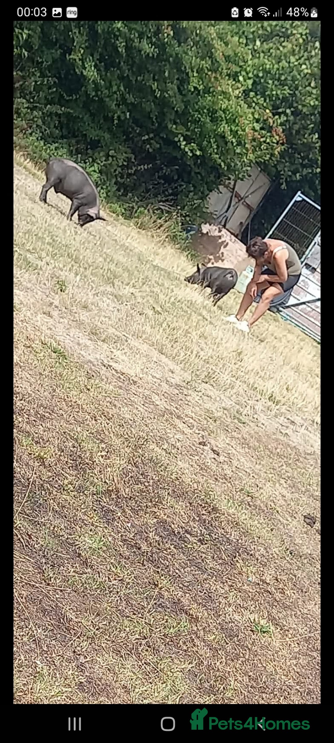 Pig livestock for sale: Ronnie and reggie  - Image 7