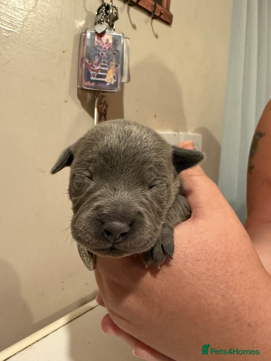 Staffordshire Bull Terrier dogs for sale: Staffordshire Bull Terrier Puppies for Sale - Advert 10