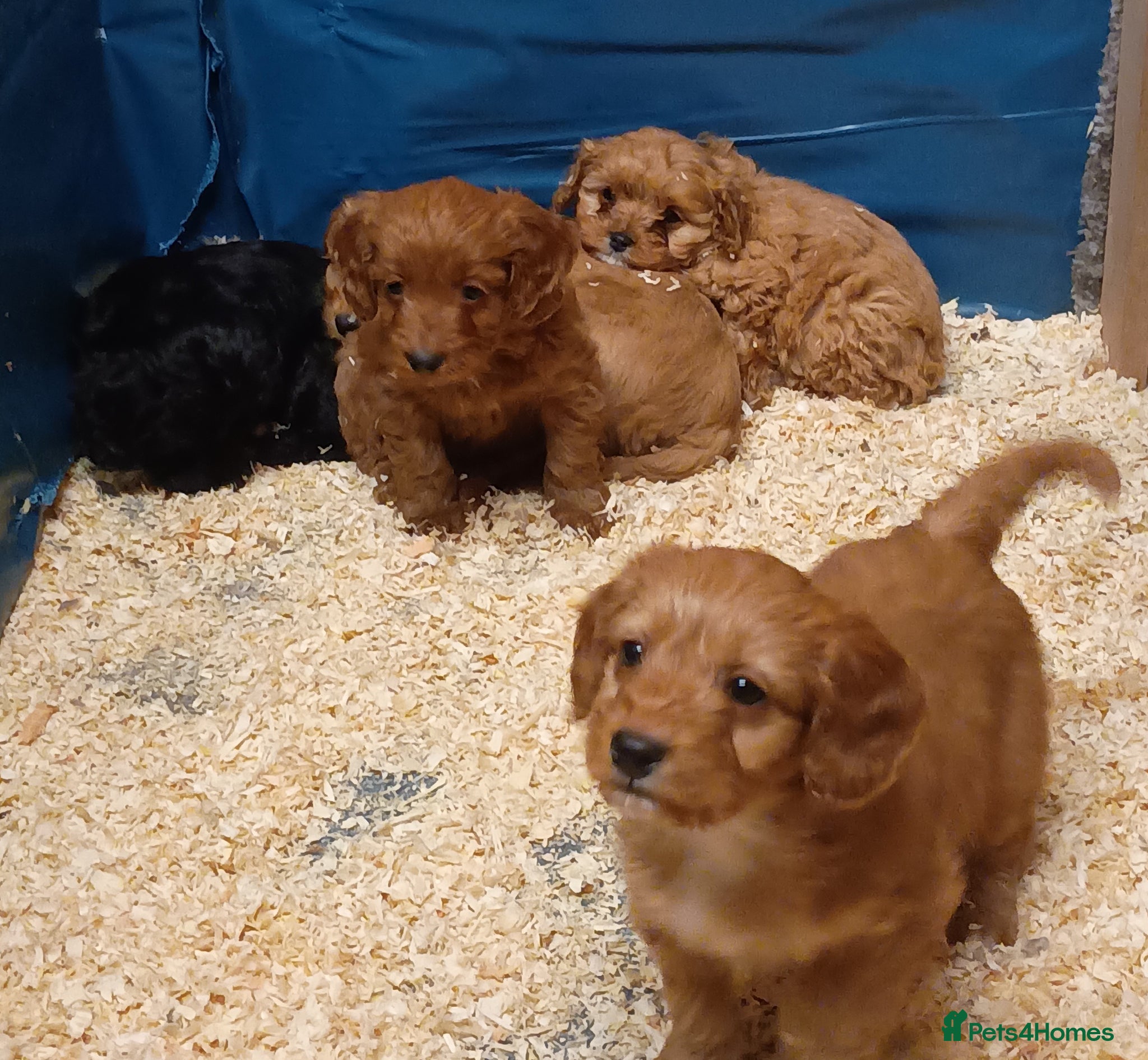 Cockapoo dogs Cockapoo puppies  - Advert 1