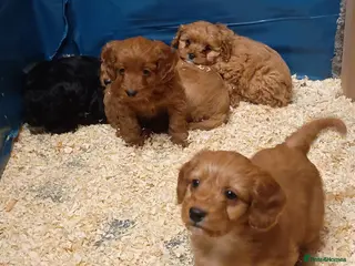 Cockapoo dogs Cockapoo puppies - Advert 1