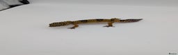 Leopard Gecko reptiles for sale: Black Night Cross Leopard Gecko  - Advert 30