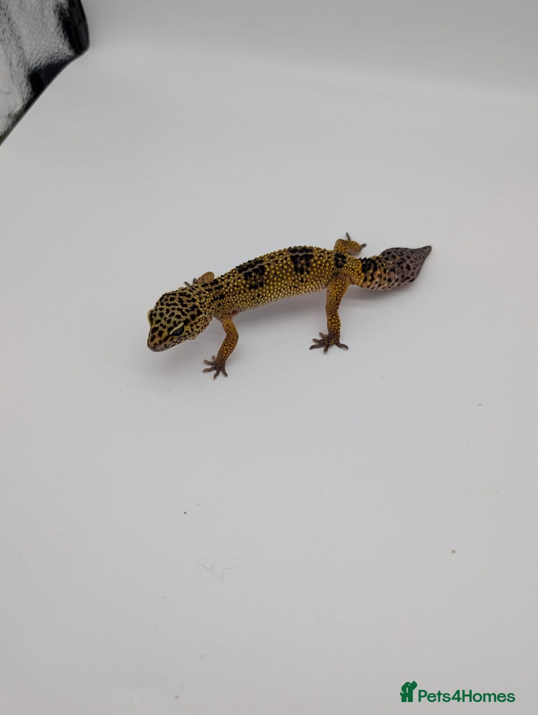 Leopard Gecko reptiles for sale: Black Night Cross Leopard Gecko  - Advert 30