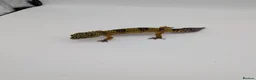 Leopard Gecko reptiles for sale: Black Night Cross Leopard Gecko  - Advert 30