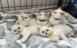 British Shorthair cats for sale: Champion sired Golden Colourpoint Kittens  - Image 1
