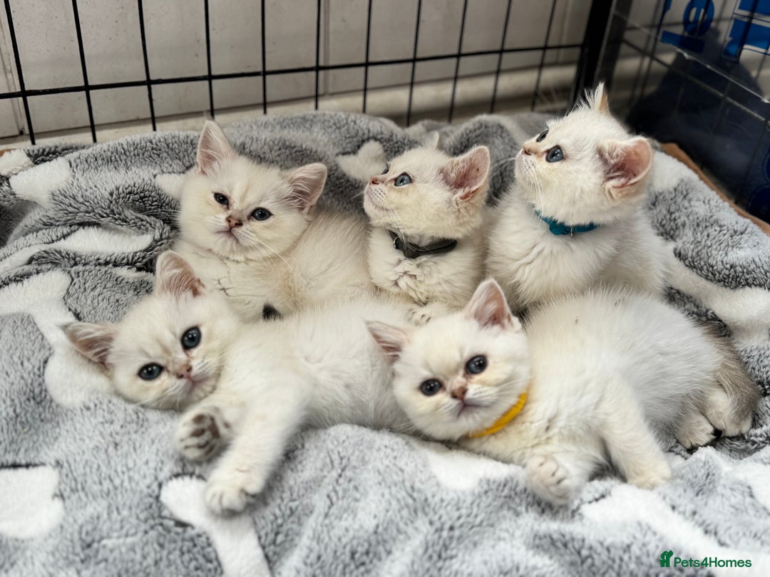 British Shorthair cats for sale: Champion sired Golden Colourpoint Kittens  - Image 1