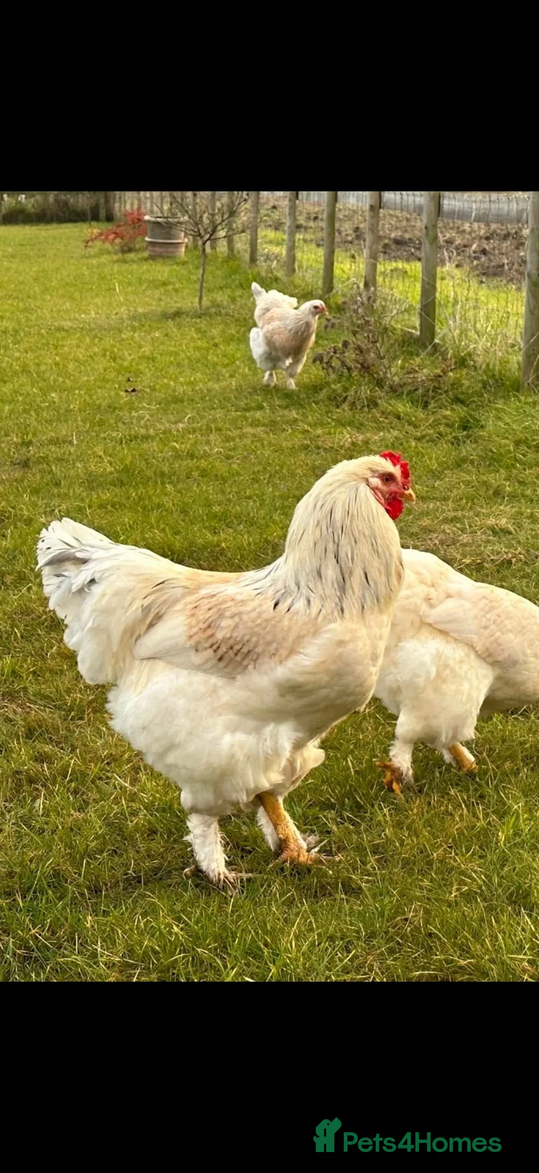 Chickens poultry for sale: Cockerel for new home - Advert 5