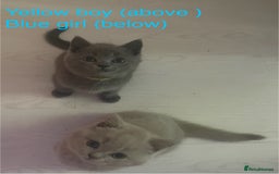 British Shorthair cats for sale: Beautiful British short hair kittens  - Image 27