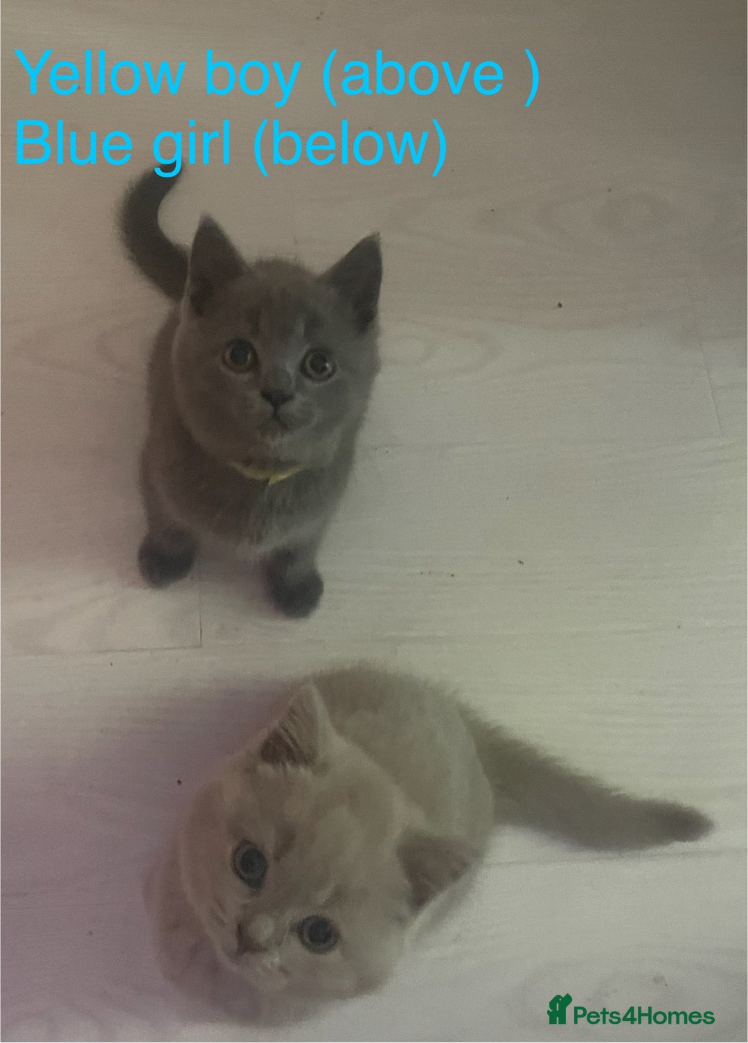 British Shorthair cats for sale: Beautiful British short hair kittens  - Image 27