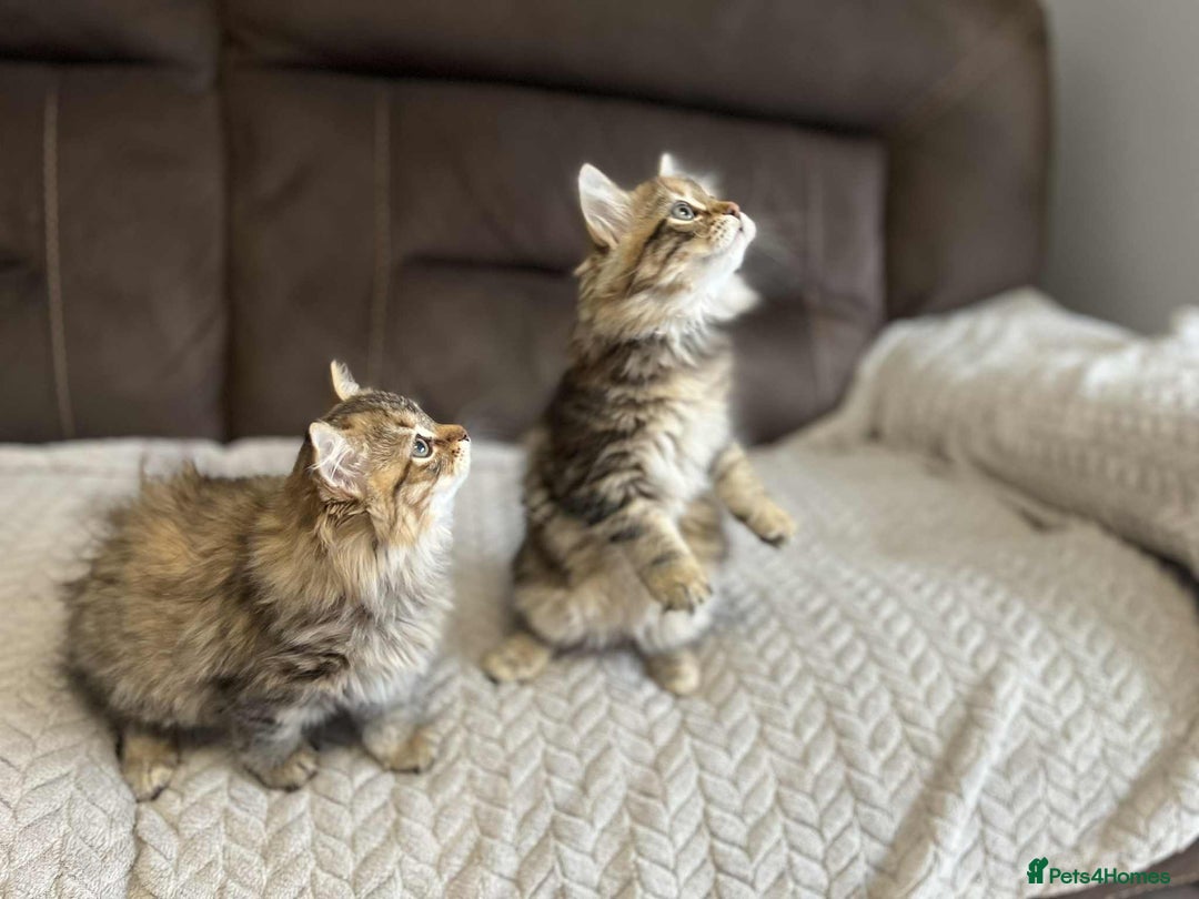 Siberian cats for sale: Purebred- Hypoallergenic Siberian Kittens - Image 9