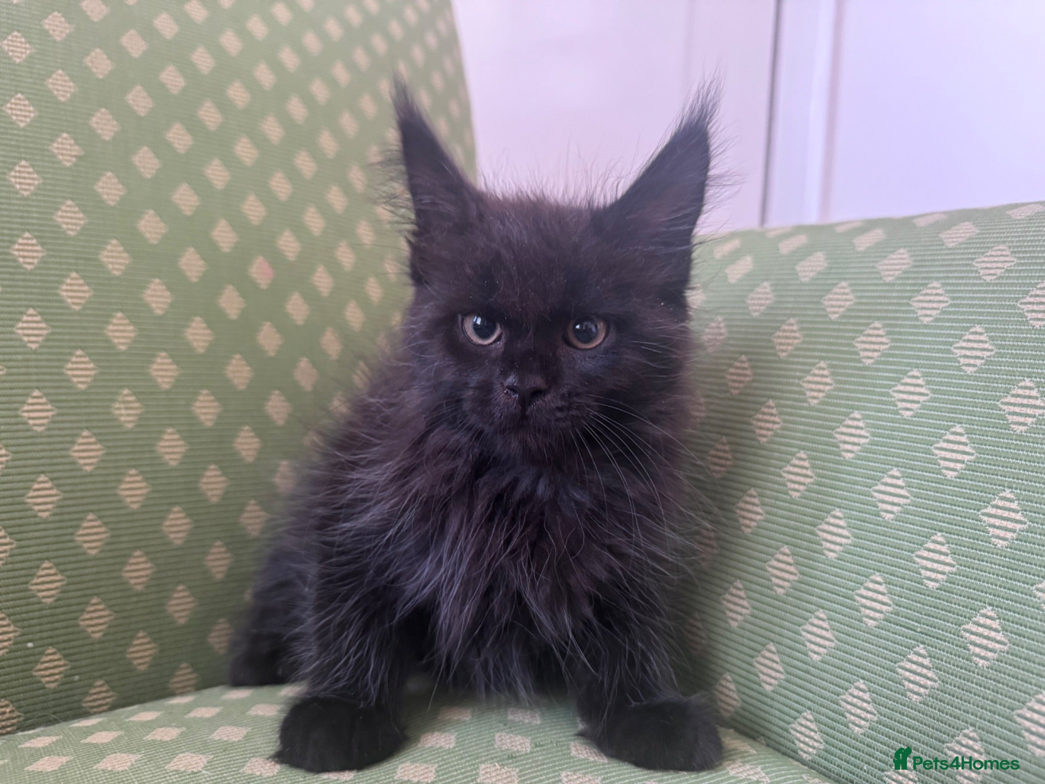 Maine Coon cats Purebred Maine Coon Kittens, TICA registered - Advert 2