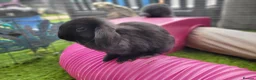 Mini Lop rabbits for sale: Beautiful Mini Lop Mix Rabbits - READY THURSDAY  - Advert 14