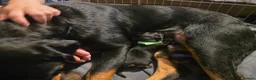 Mixed Breed dogs for sale: Rottweiler/Germanshepard pups  in Halifax - Advert 15