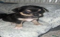 Chihuahua dogs for sale: Chihuahua Puppies  - Advert 4