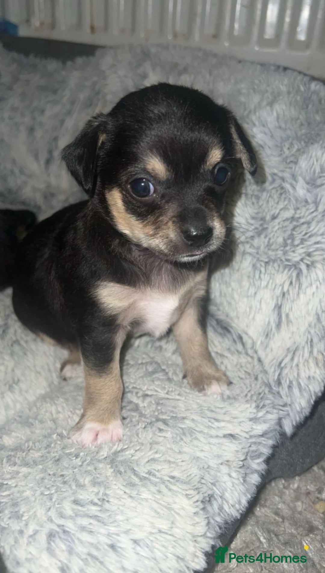 Chihuahua dogs for sale: Chihuahua Puppies  - Advert 4